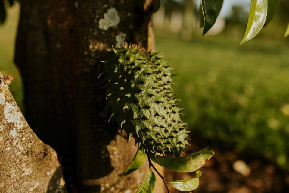 Eit Eco Inteligente Villa Alto Paraíso de Goiás Eksteriør billede