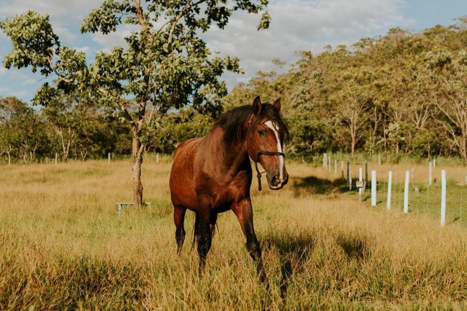 Eit Eco Inteligente Villa Alto Paraíso de Goiás Eksteriør billede